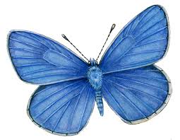 Attēlu rezultāti vaicājumam “Polyommatus icarus”