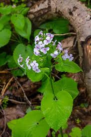 Attēlu rezultāti vaicājumam “Lunaria rediviva bud”