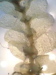 Attēlu rezultāti vaicājumam “Calypogeia integristipula”