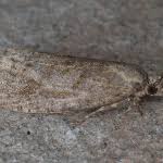 Attēlu rezultāti vaicājumam “Epiblema grandaevana”