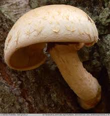 Attēlu rezultāti vaicājumam “Pholiota heteroclita”