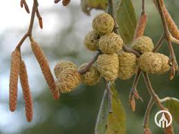 Attēlu rezultāti vaicājumam “Alnus incana fruit”