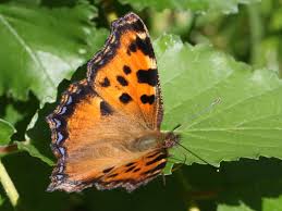 Attēlu rezultāti vaicājumam “Nymphalis polychloros upperside”