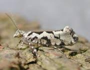 Attēlu rezultāti vaicājumam “Ypsolopha sequella”