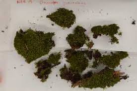 Attēlu rezultāti vaicājumam “Geocalyx graveolens”