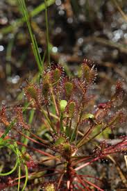 Attēlu rezultāti vaicājumam “Drosera intermedia”