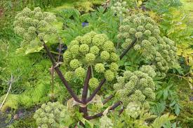 Image result for Angelica archangelica