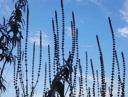 Attēlu rezultāti vaicājumam “Leonurus quinquelobatus”