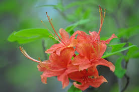 Attēlu rezultāti vaicājumam “Rhododendron calendulaceum”