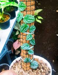 Attēlu rezultāti vaicājumam “Melandrya dubia”