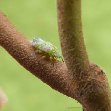 Attēlu rezultāti vaicājumam “Psylla alni”