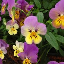 Attēlu rezultāti vaicājumam “Viola x williamsii flower”