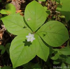 Attēlu rezultāti vaicājumam “Trientalis europaea leaf”