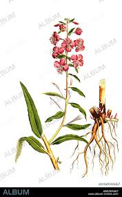 Image result for Weidenröschen