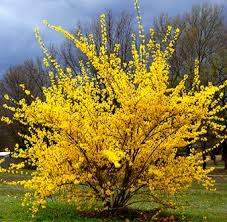 Attēlu rezultāti vaicājumam “Forsythia”