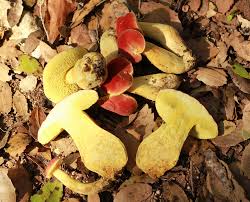 Attēlu rezultāti vaicājumam “Xerocomus rubellus”