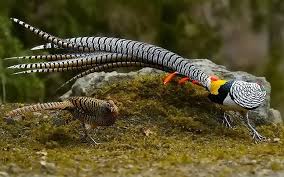 Image result for Chrysolophus amherstiae