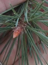 Attēlu rezultāti vaicājumam “Pinus sylvestris leaf”