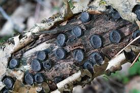 Attēlu rezultāti vaicājumam “Biscogniauxia marginata”