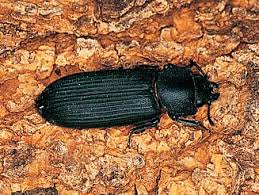 Attēlu rezultāti vaicājumam “Trogossitidae”