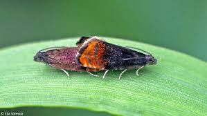 Attēlu rezultāti vaicājumam “Pammene rhediella”