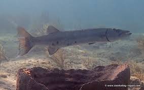 Image result for Sphyraena barracuda