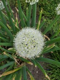 Attēlu rezultāti vaicājumam “Allium cepa flower”