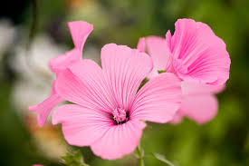 Image result for Lavatera trimestris