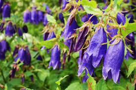 Image result for Campanula strigosa