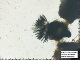 Attēlu rezultāti vaicājumam “Sordaria fimicola”