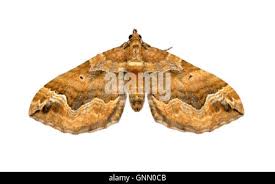 Attēlu rezultāti vaicājumam “Pelurga comitata”