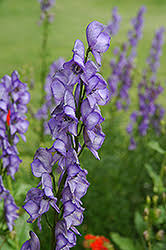 Attēlu rezultāti vaicājumam “Aconitum napellus bud”