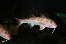 Image result for Mullus surmuletus