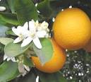 Bitter Orange Extract | Long Triumph Industry Co.,