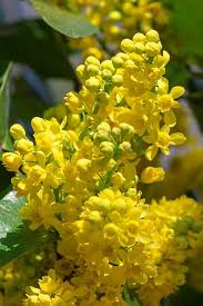 Attēlu rezultāti vaicājumam “Mahonia aquifolium flower”