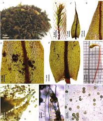 Attēlu rezultāti vaicājumam “Harpanthus flotovianus cells”