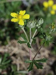 Attēlu rezultāti vaicājumam “Potentilla argentea fruit”