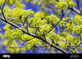 Attēlu rezultāti vaicājumam “Acer platanoides flower”