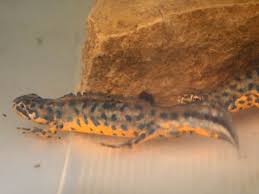 Attēlu rezultāti vaicājumam “Triturus cristatus”