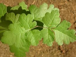 Attēlu rezultāti vaicājumam “Taraxacum suecicum leaf”
