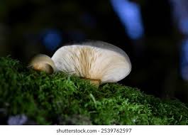 Attēlu rezultāti vaicājumam “Panellus serotinus”