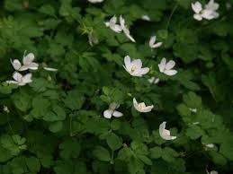 Attēlu rezultāti vaicājumam “Isopyrum thalictroides fruit”