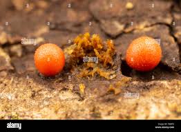 Attēlu rezultāti vaicājumam “Lycogala confusum macro”