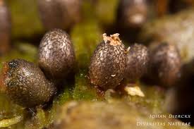 Attēlu rezultāti vaicājumam “Lycogala conicum”