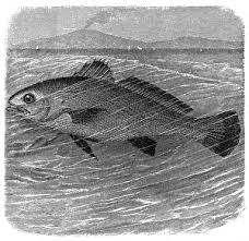 Image result for Argyrosomus regius