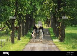 Image result for Abinger Forest Riding Club