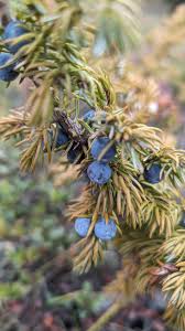 Attēlu rezultāti vaicājumam “Juniperus communis female flower”