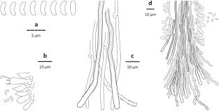 Attēlu rezultāti vaicājumam “Skeletocutis brevispora”