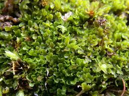 Attēlu rezultāti vaicājumam “Riccardia multifida”