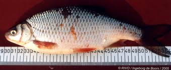 Image result for Leuciscus idus